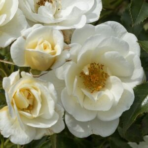 Rosa Bijenweelde® Ivory (Container 1,5)