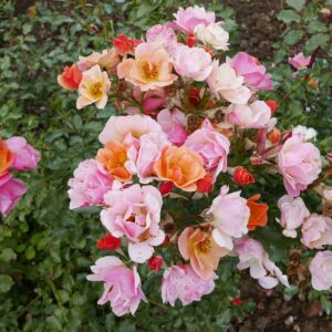 Rosa Jazz®(Blote Wortel)