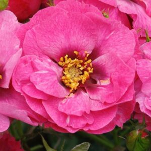 Rosa Oriental Djamilla (R) (Blote wortel)