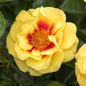 Rosa Oriental Aylin (R) (Container 3l)